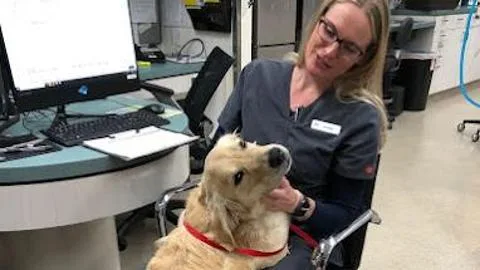 Escondido Veterinary Emergency