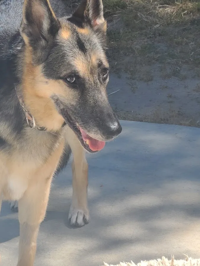 Escondido Veterinary Emergency