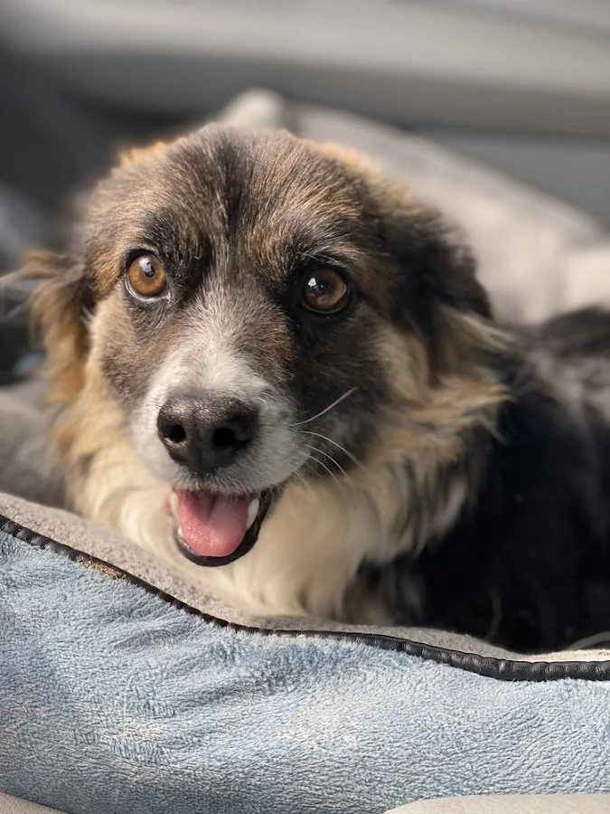 Evolution Veterinary Specialty and Emergency Hospital