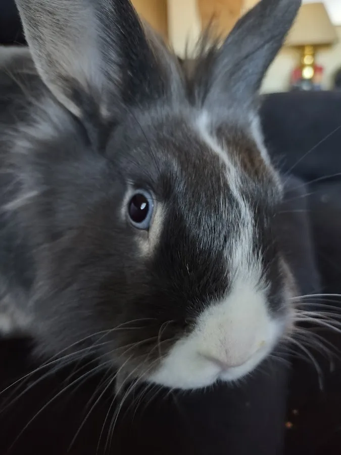 Evolution Veterinary Specialty and Emergency Hospital