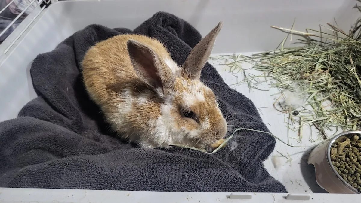 Falls Road Animal Hospital