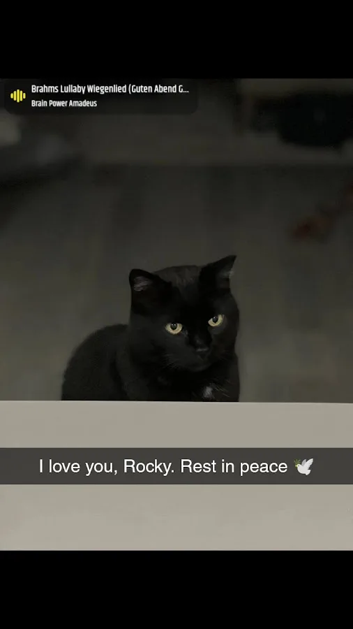 Falls Road Animal Hospital