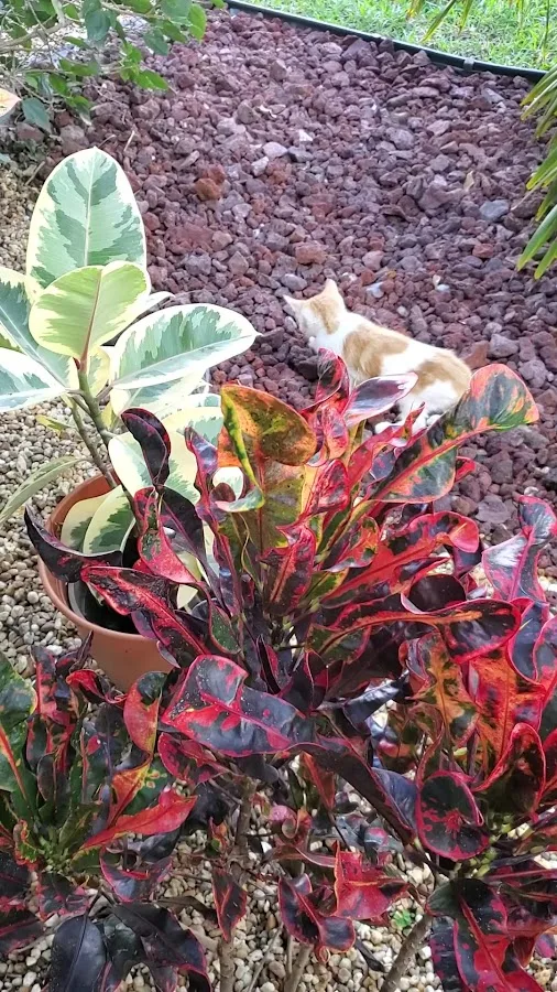 Family Pet Medical Center | 24/7 Animal Emergency & Wellness Care