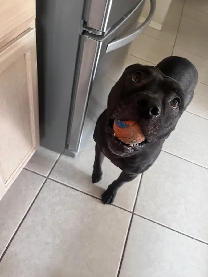 Far East Animal Care Center