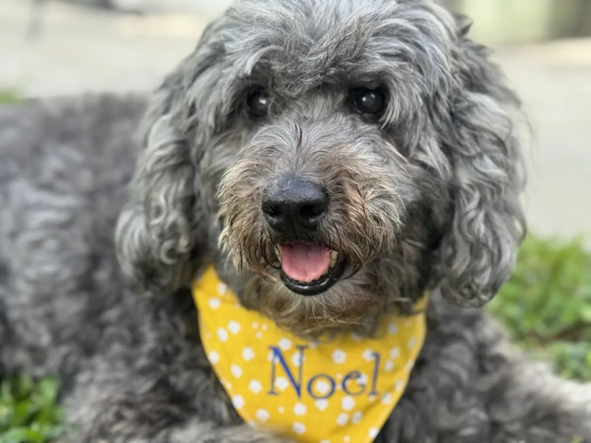 Fetch Specialty & Emergency Veterinary Centers - Brandon, FL