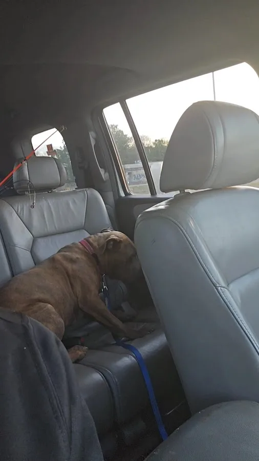 Fetch Specialty & Emergency Veterinary Centers (Greenville, SC)