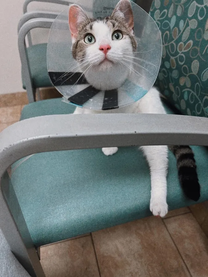 First Coast Veterinary Specialists & Emergency