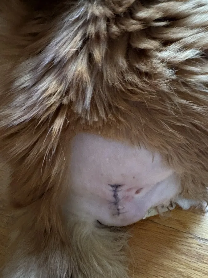 First Coast Veterinary Specialists & Emergency