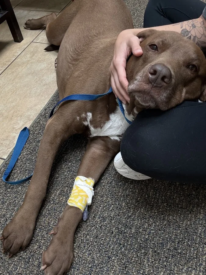 First Coast Veterinary Specialists & Emergency