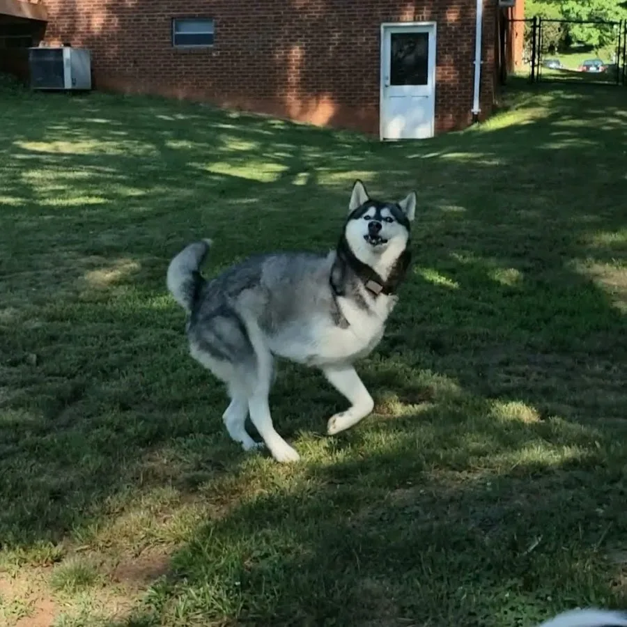 Flannigan Gerrard DVM