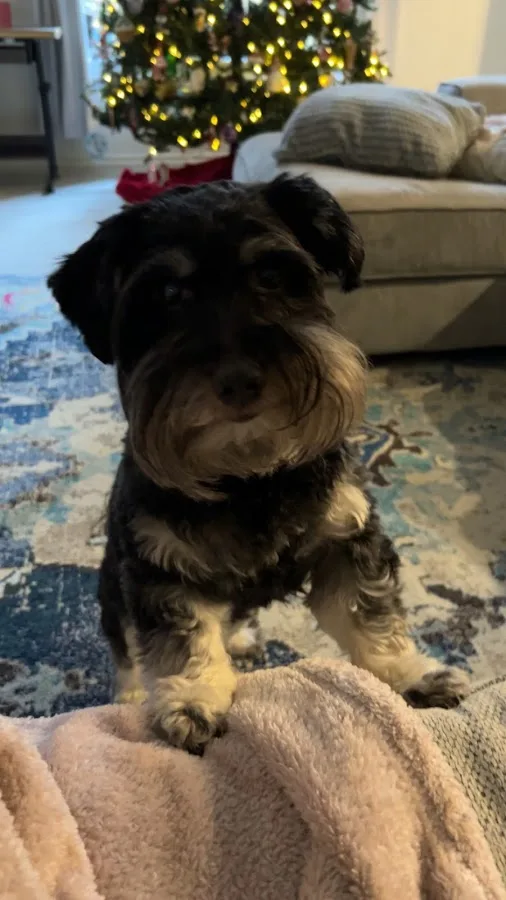 Fort Collins Veterinary Emergency Hospital