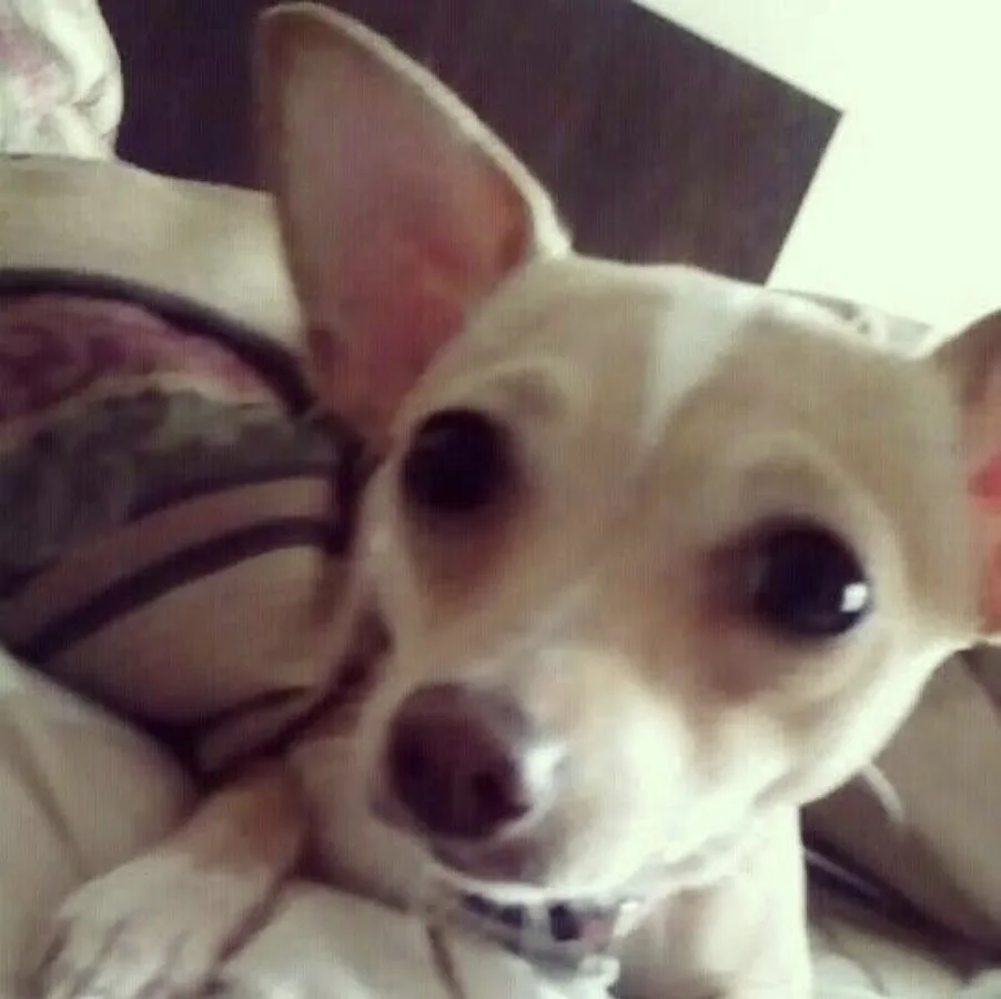 Fort Worth Animal Emergency Hospital