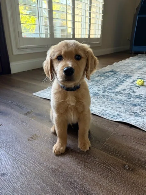 Fountain Valley Emergency Pet Hospital