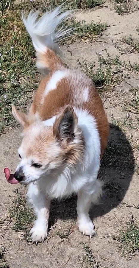 Fresno Veterinary Specialty and Emergency Center