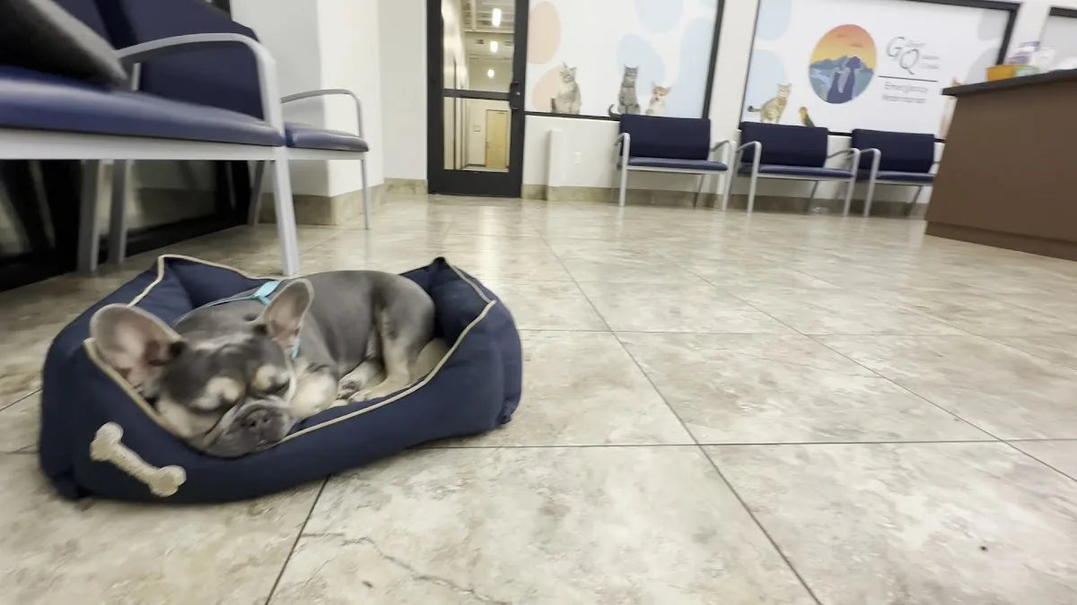 Gilbert Queen Creek Emergency Veterinarian & Pet Urgent Care