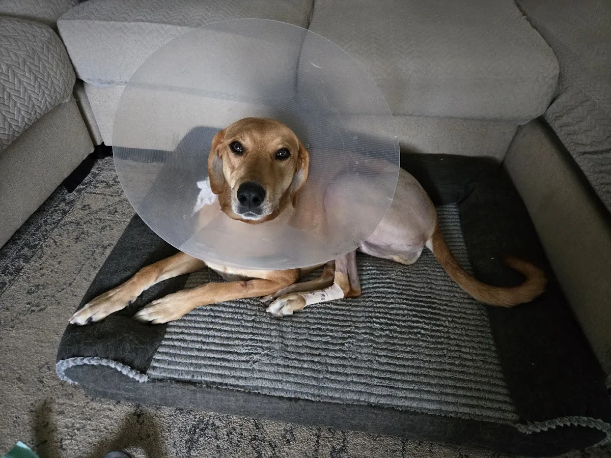 Grady Veterinary Hospital