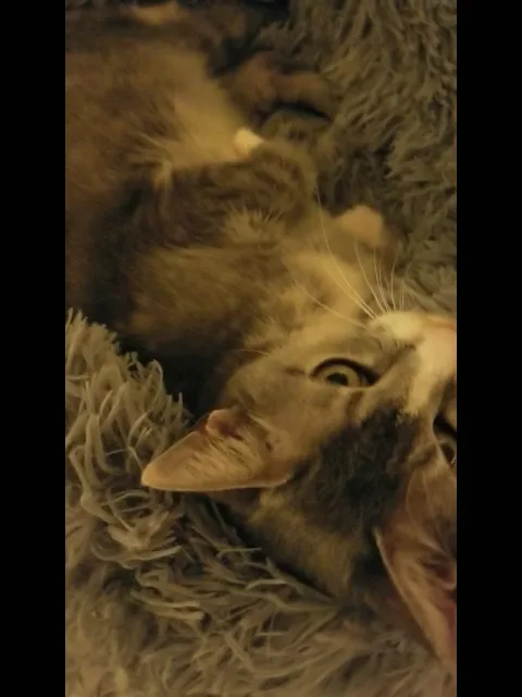 Grady Veterinary Hospital