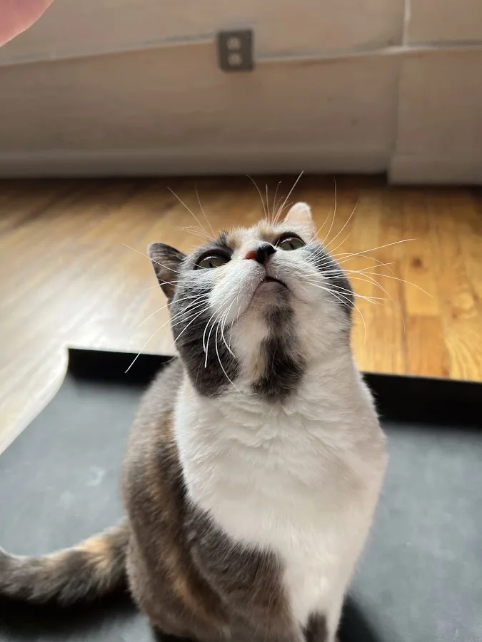 Greenpoint Vet Service