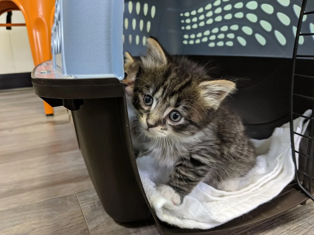 Griffin Animal Hospital: Rosmer Karl DVM