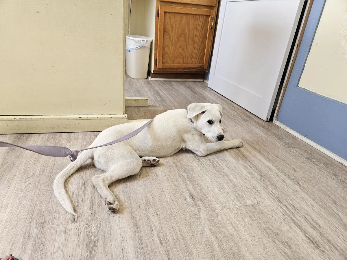 Griffin Animal Hospital: Rosmer Karl DVM