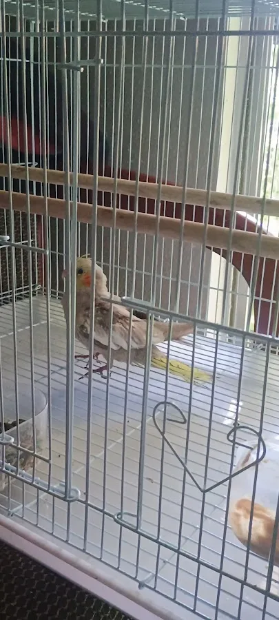 Gulf Coast Veterinary Specialists (GCVS)