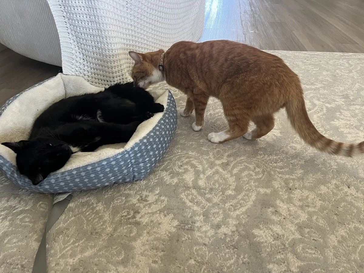 Hannah Pet Hospital and 24/7 Emergency Vet Clinic