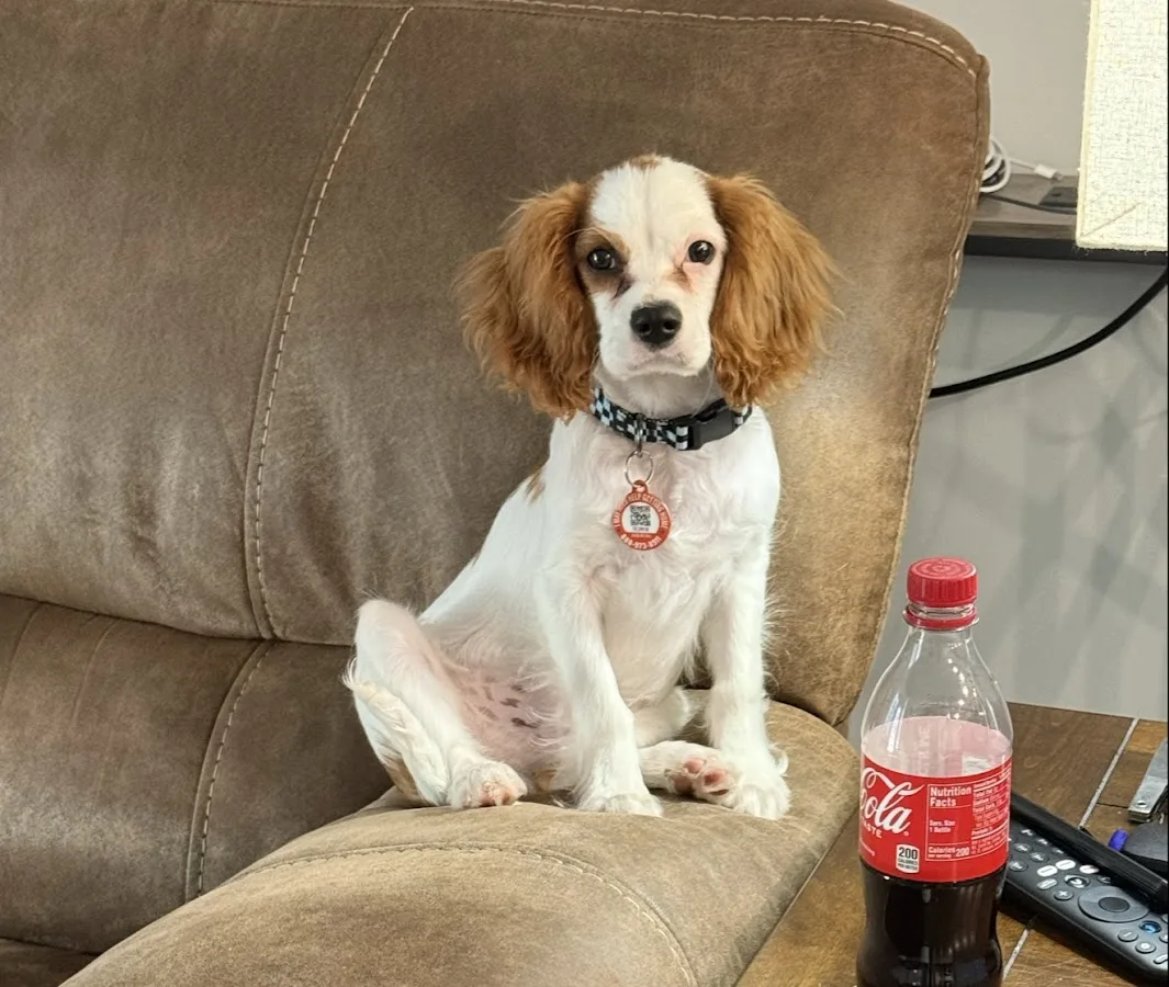 Happy Tails Veterinary Emergency Clinic