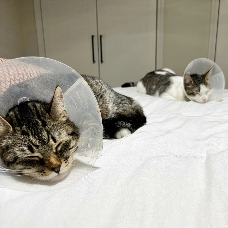 Hartford Veterinarian