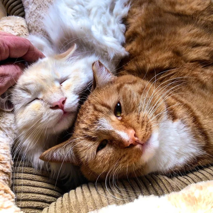 Veterinary clinic treatment support for urgent cases