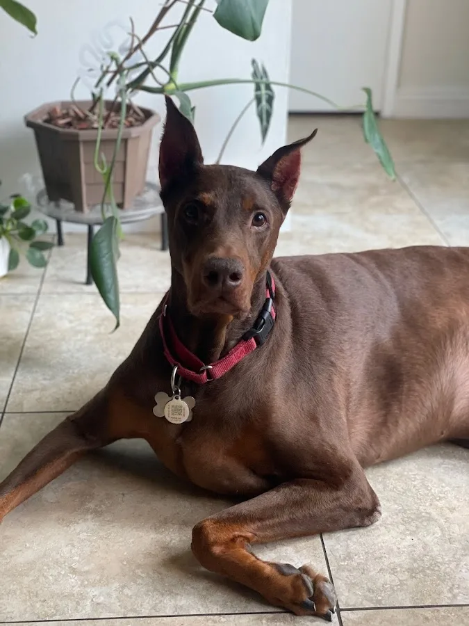 Healing Hearts Emergency Animal Hospital