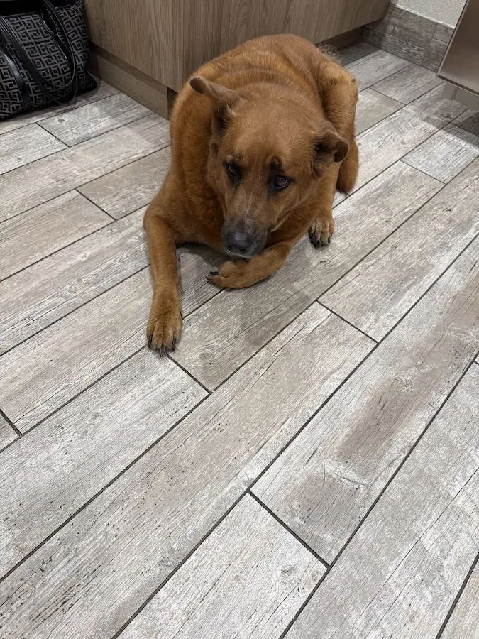 Heart of Texas Veterinary Specialty Center