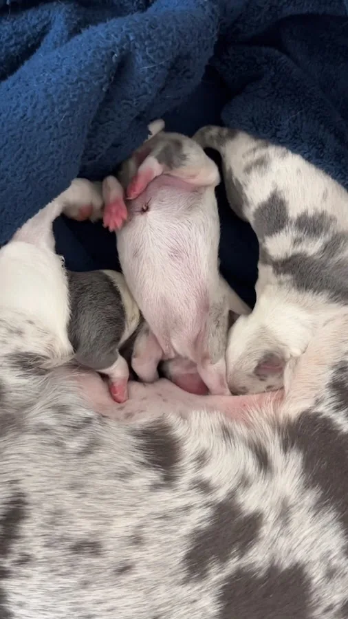 Heart of Texas Veterinary Specialty Center