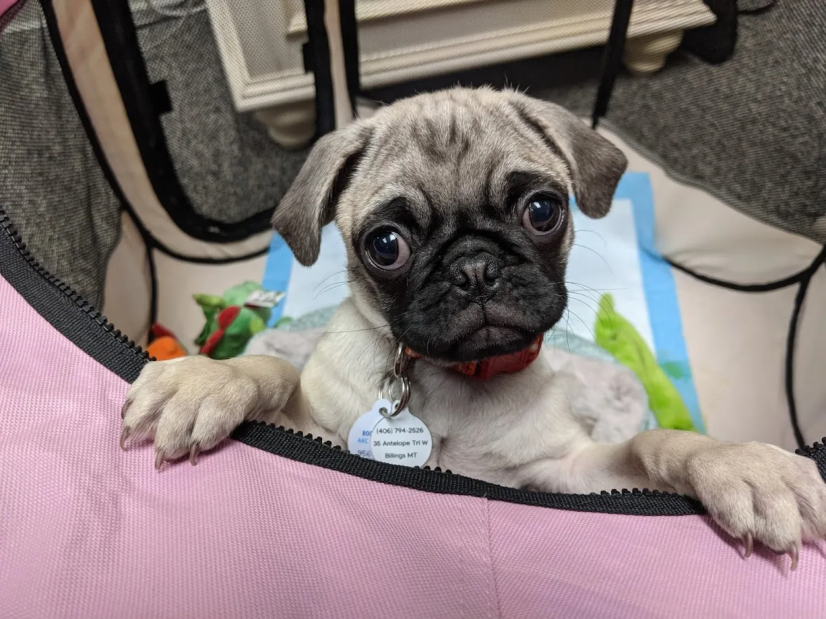 Heights Veterinary Clinic: Haaland Michael J DVM