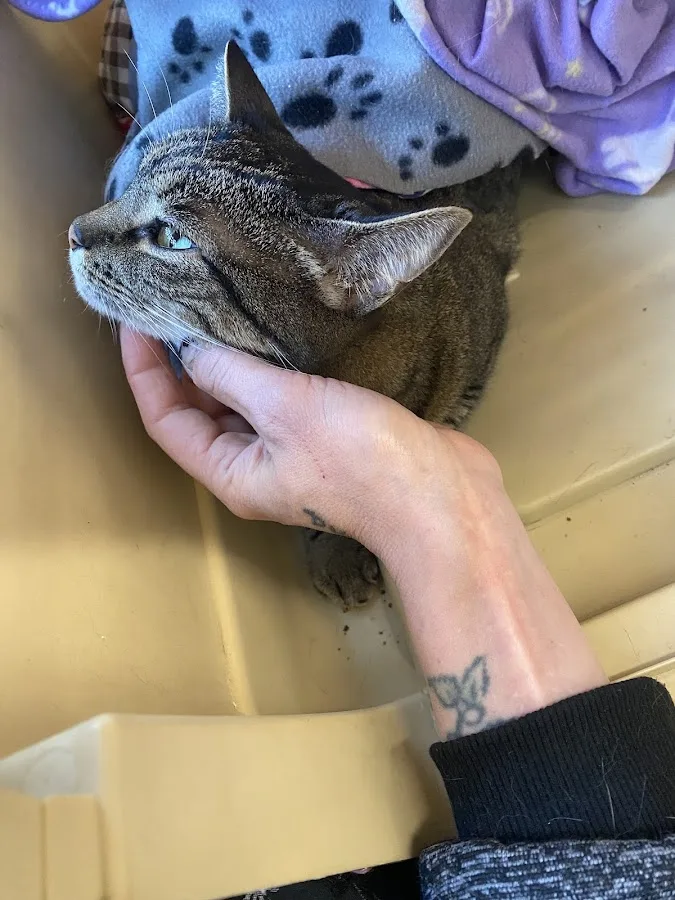 Hello Ralphie Pittsburgh Online Veterinarian