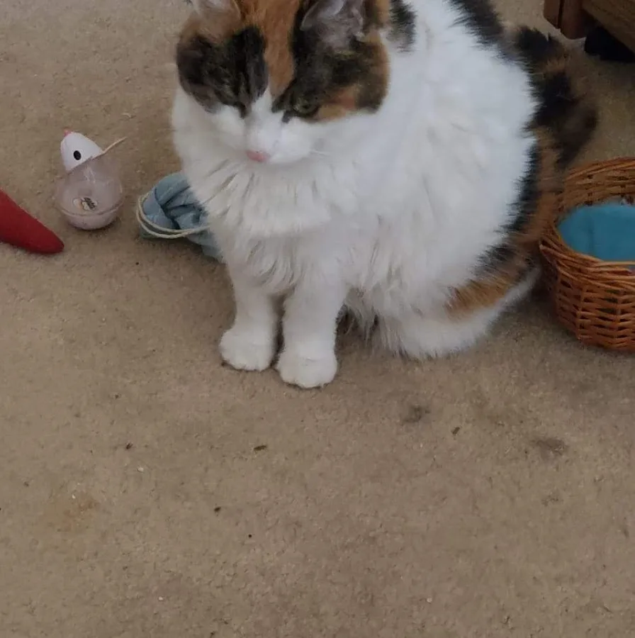 Hello Ralphie Pittsburgh Online Veterinarian