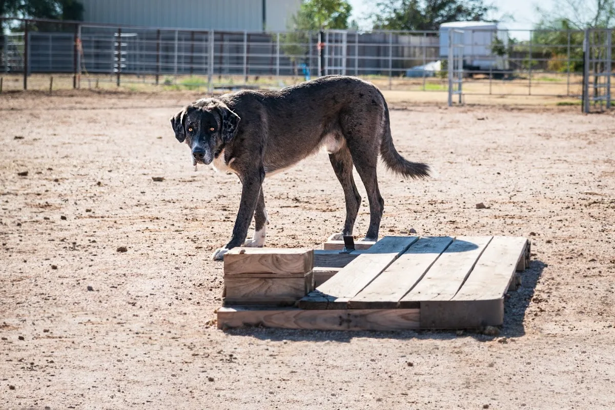 Herd Health Management