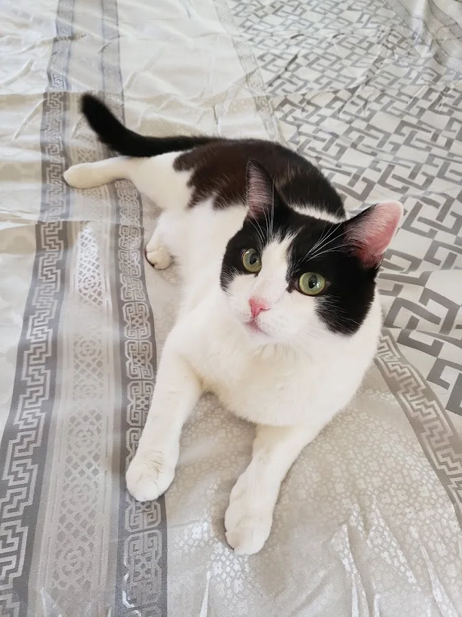 Herd Health Management