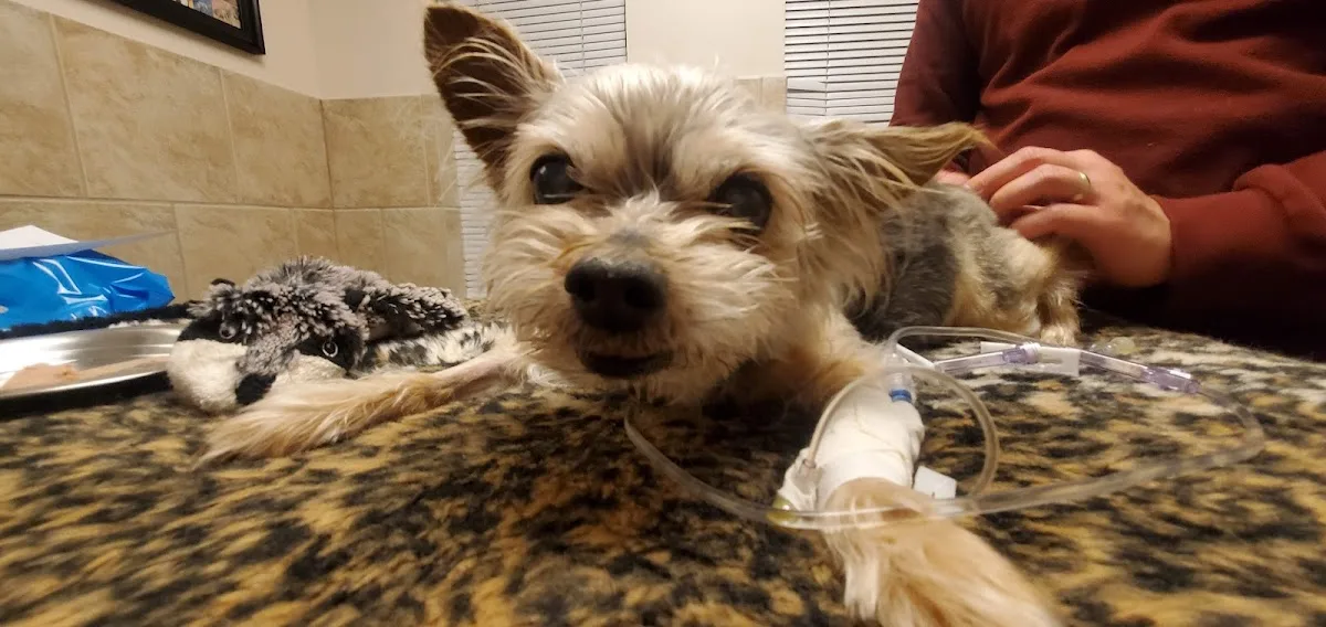 Hope Advanced Veterinary Center