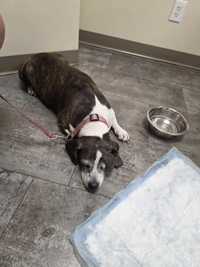 Hunter Veterinary Clinic: Shaw Sara DVM