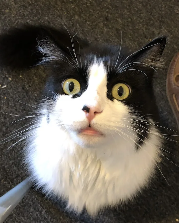 Hunter Veterinary Clinic: Shaw Sara DVM