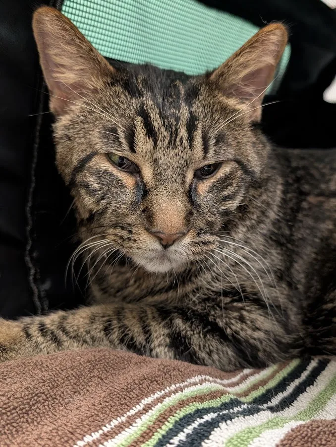 I-20 Animal Medical Center