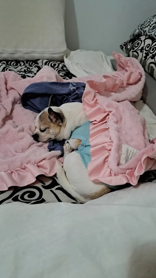 IAC Urgent Vets - Queens