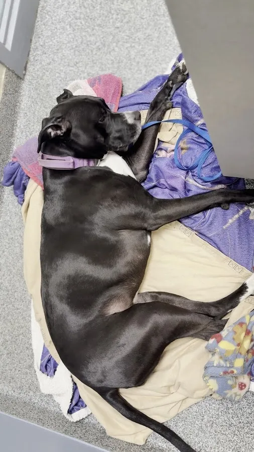 IndyVet Emergency & Specialty Hospital