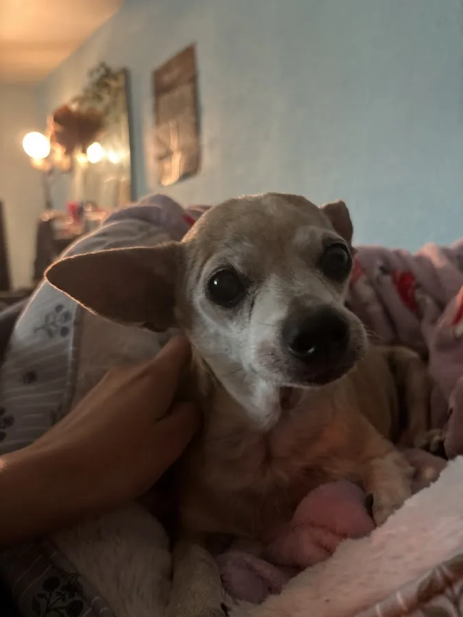 Inland Valley Veterinary Specialists & Emergency Center