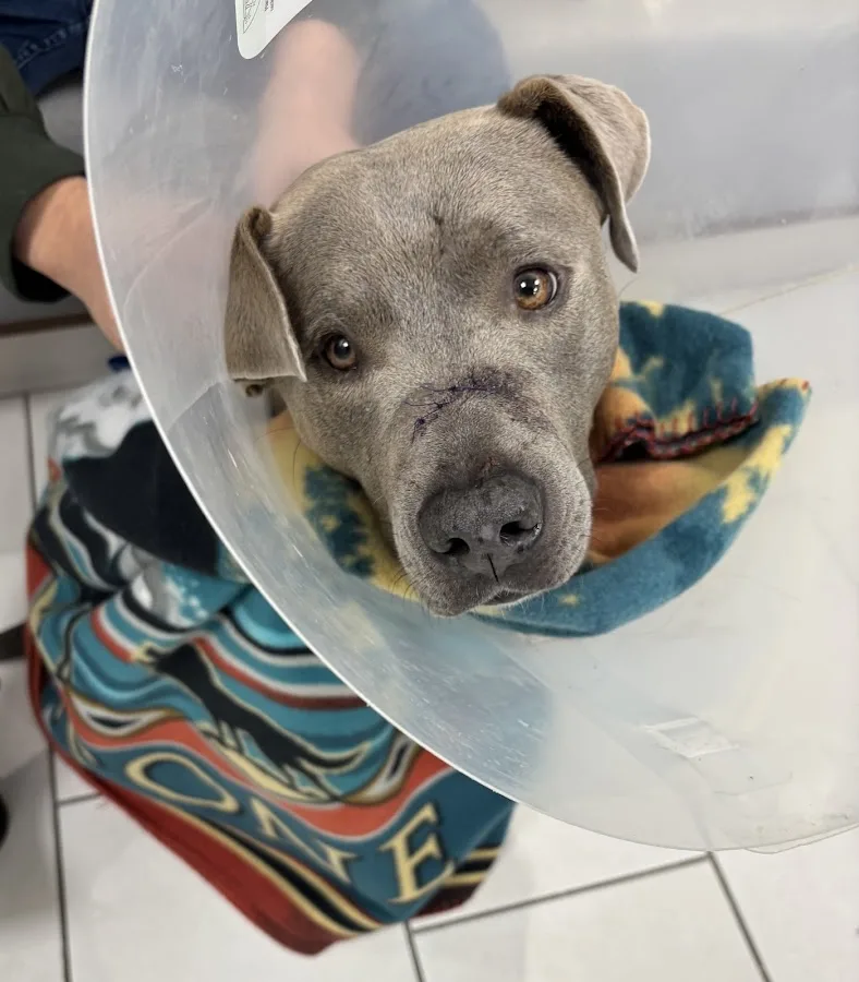 Inland Valley Veterinary Specialists & Emergency Center