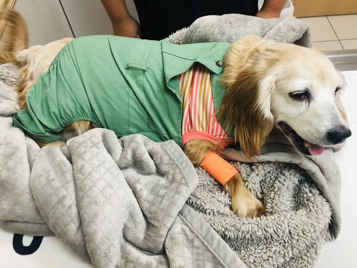 Iowa Veterinary Specialties