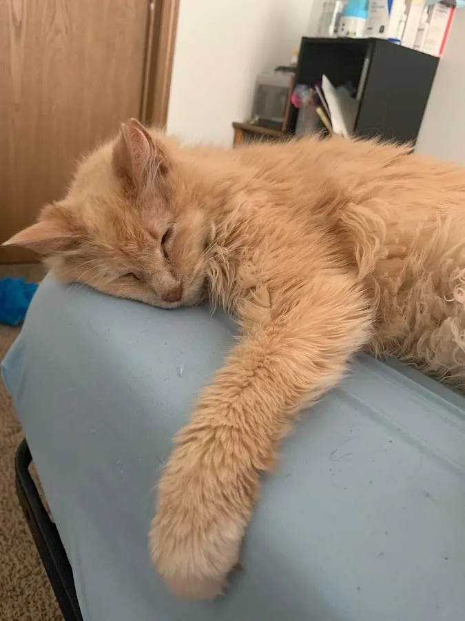 Iowa Veterinary Specialties