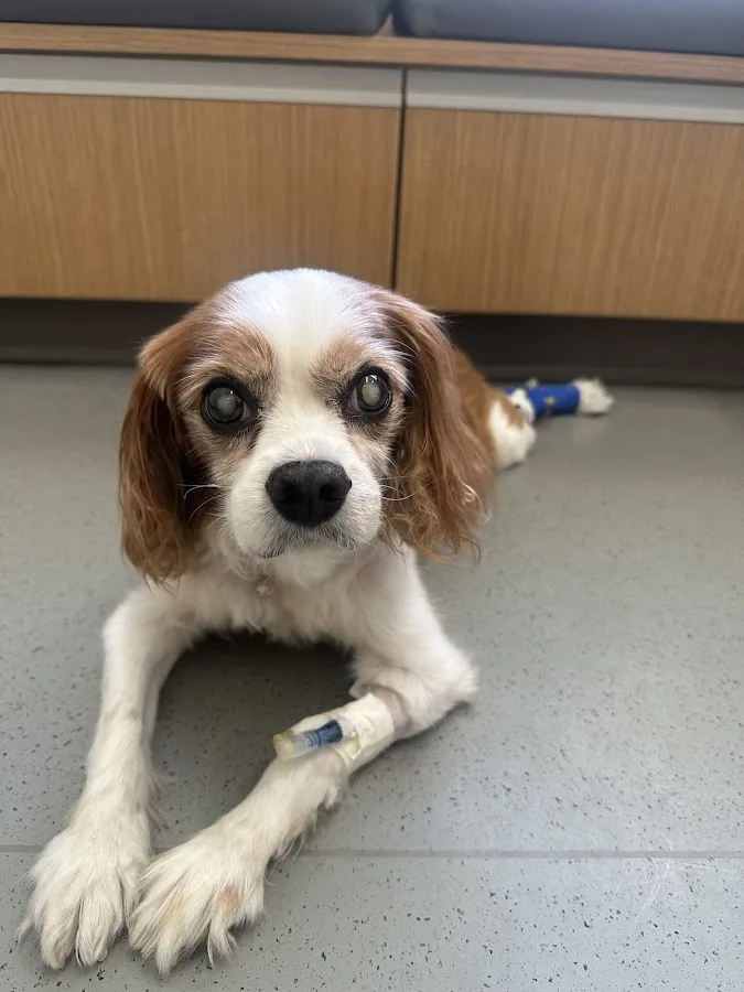 Irvine Valley Veterinary Hospital Emergency