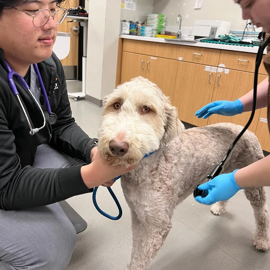 Irvine Valley Veterinary Hospital Emergency