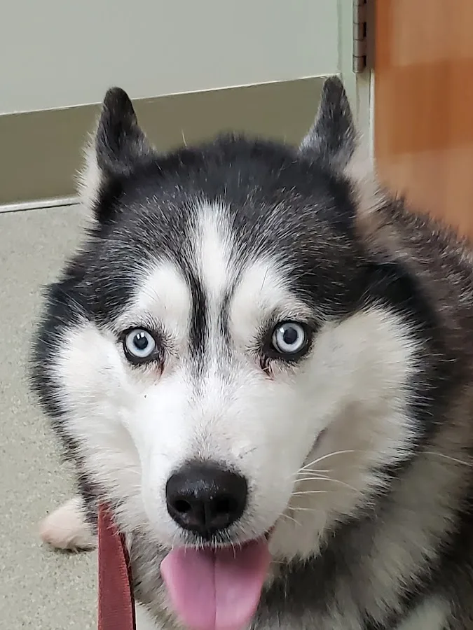 James Herriot Memorial Veterinary Hospital